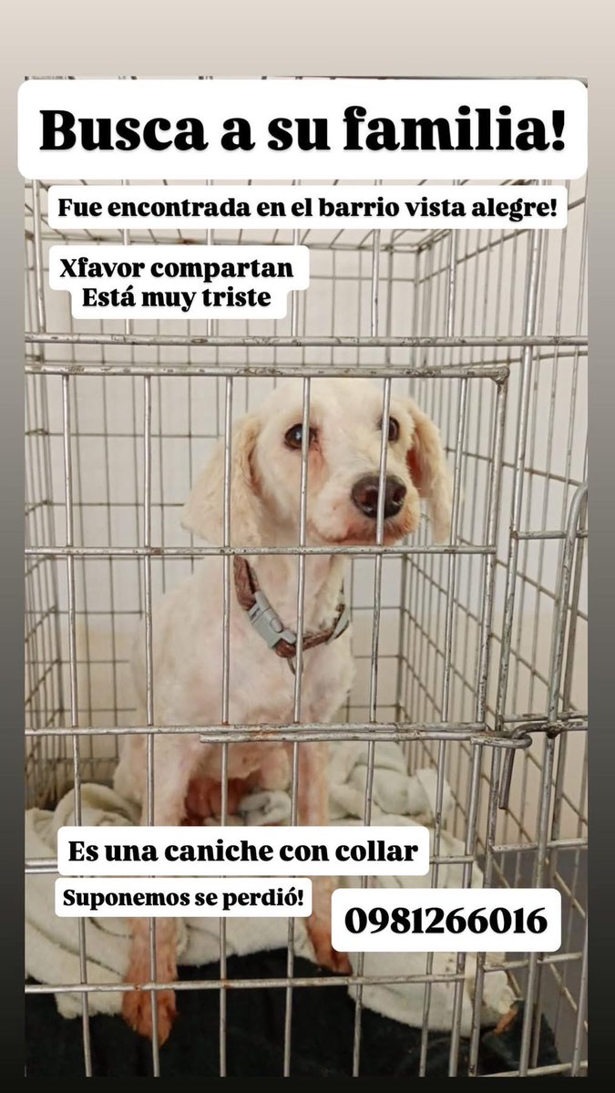 Patitas perdidas tweet media