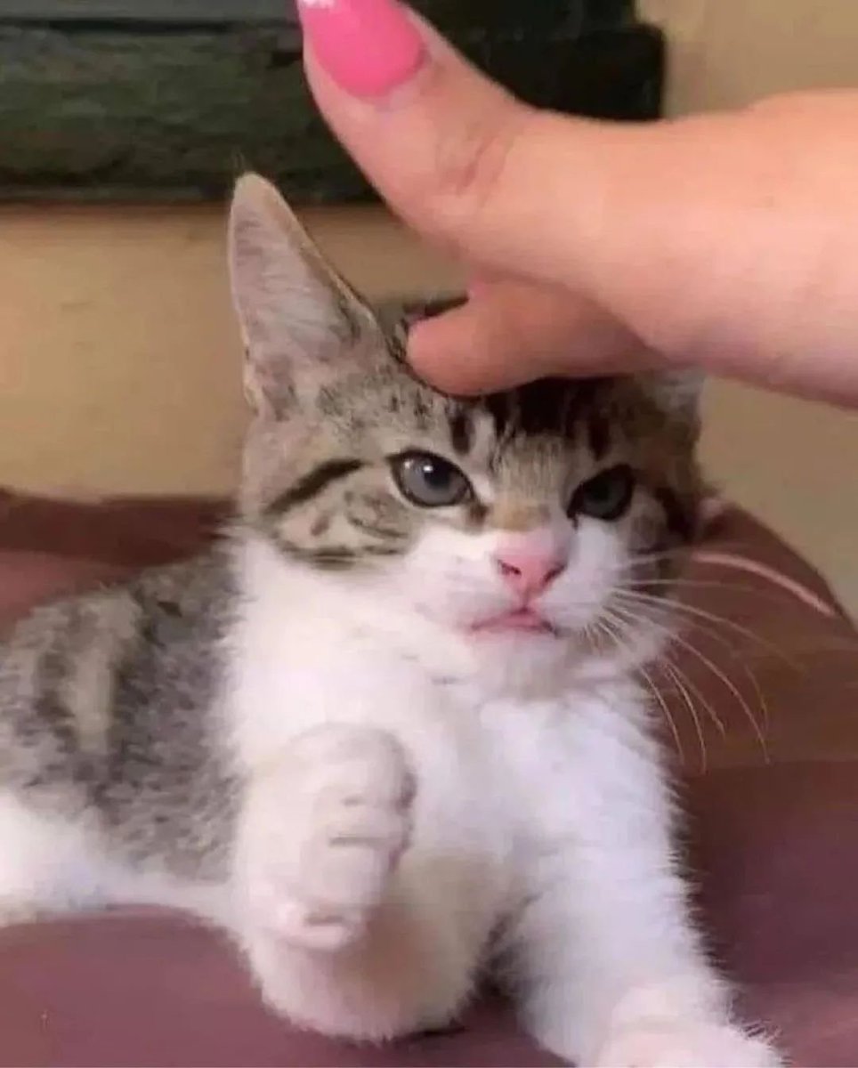 Punch Cat (@punchingcat) on Twitter photo 