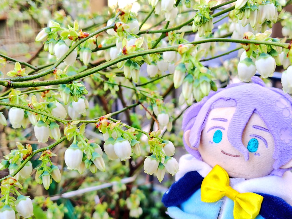 花誘(アカウント戻れなくなりました) tweet media