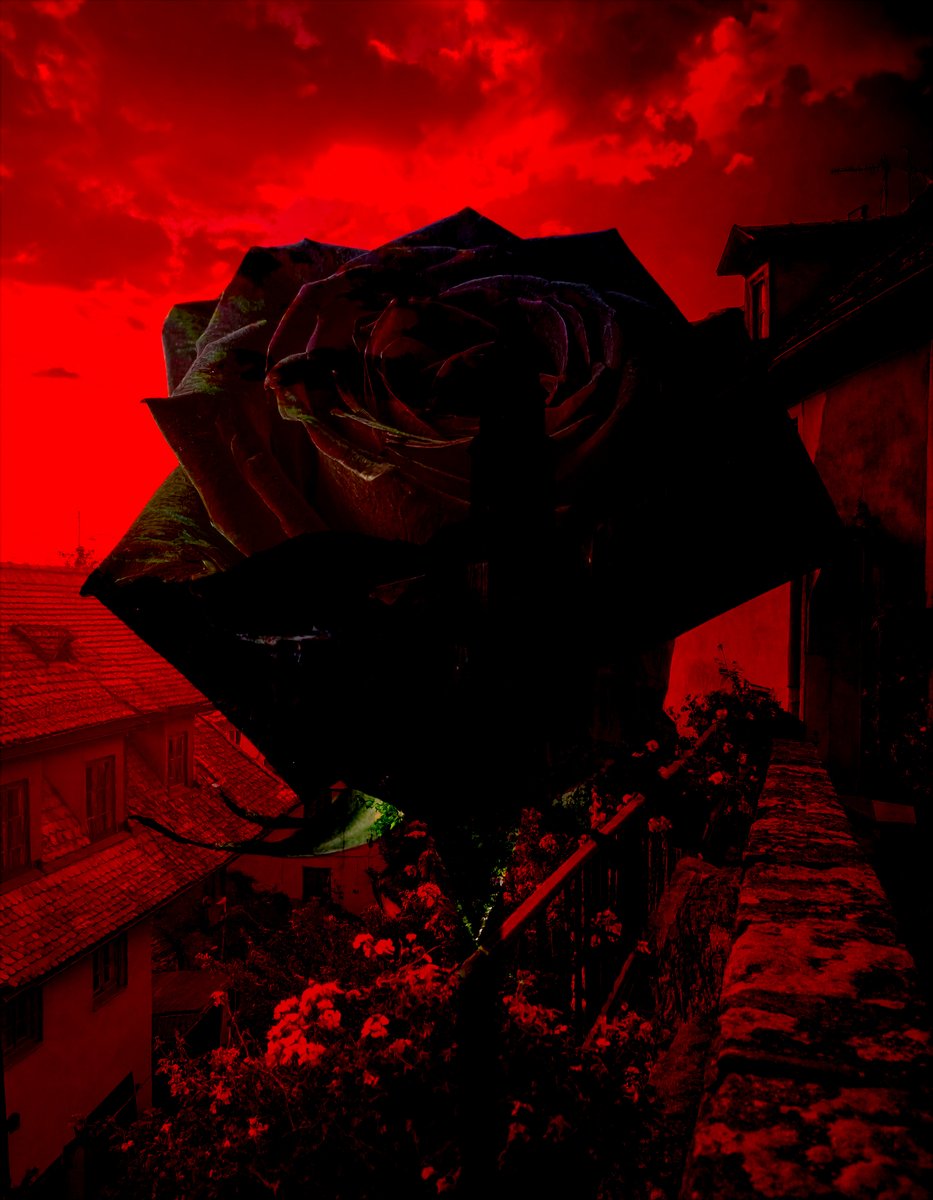 sanrotasu0216's tweet image. Black Roses of Spain  Hoa hồng đen của Tây Ban Nha
#AI #PS #Adobe