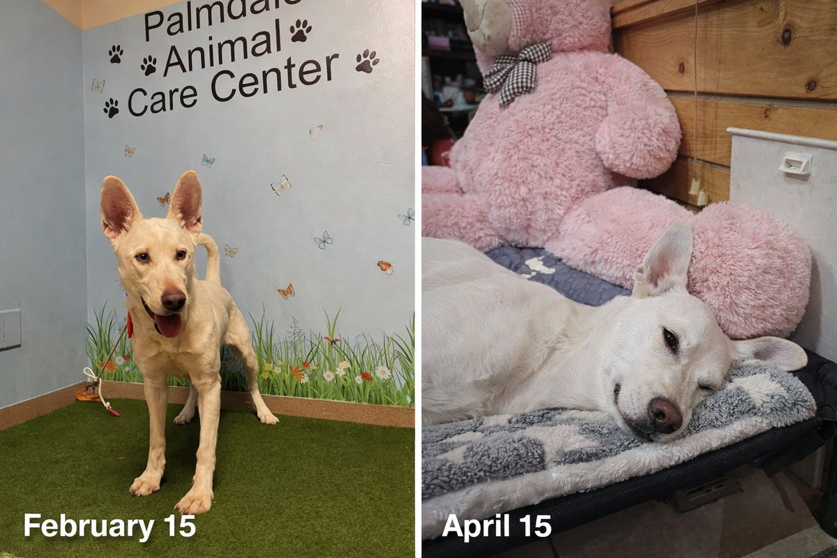 From Palmdale shelter to pillows and pampering 💓🐾🙏 Amazing what some love, good food and a pack of siblings that love her will do 🙏🐾🙏