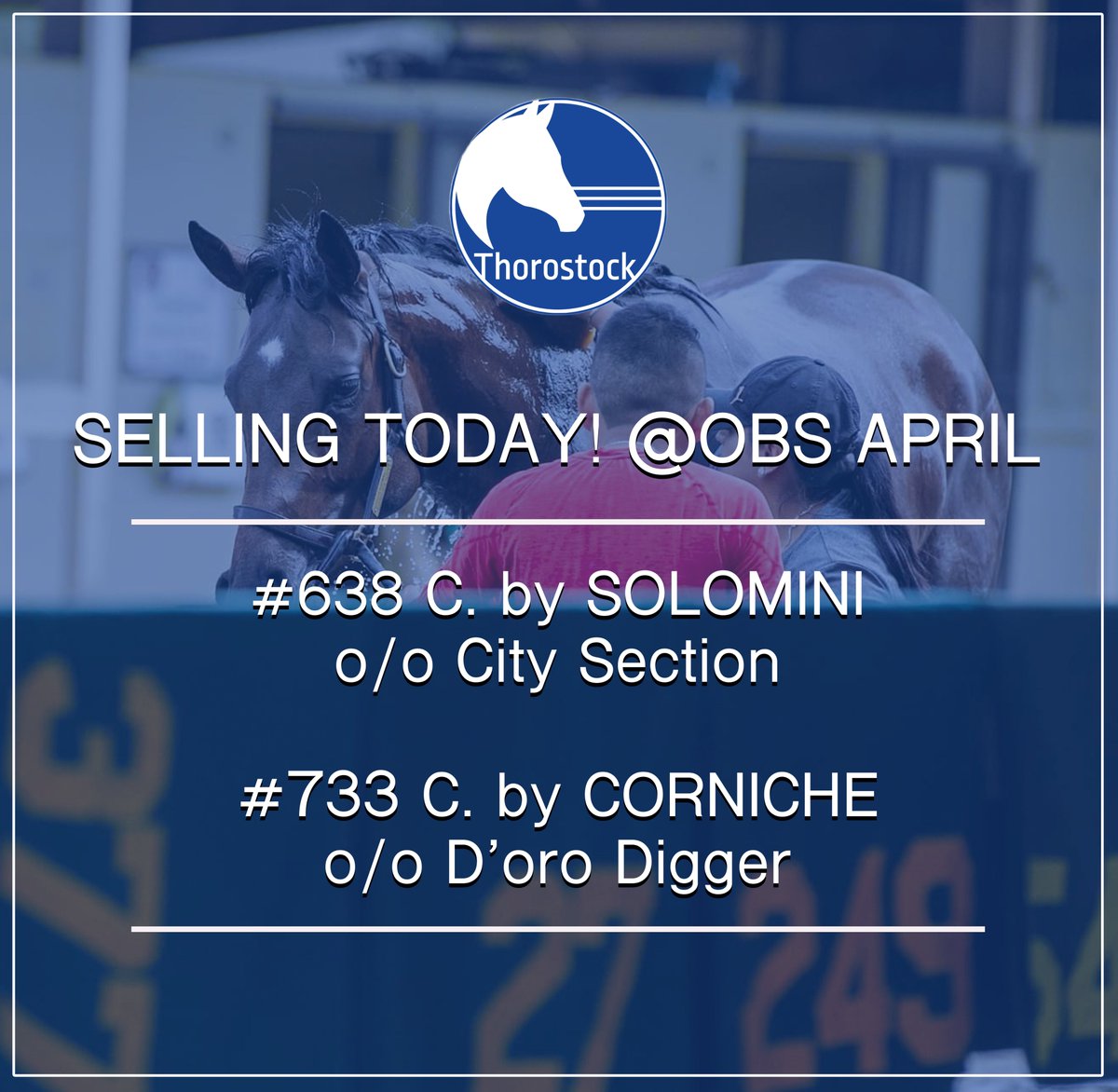 ThorostockLLC's tweet image. Last 2 chances to #StockUp @OBSSales April!
🔵 Hip #638 - @nytbreeders-bred Colt by SOLOMINI 
bit.ly/TSOBSAPR638
🔵 Hip #733 - Colt by @coolmoreamerica's CORNICHE, breezed in 9.4 - bit.ly/TSOBSAPR733 🚀
#OBSApril