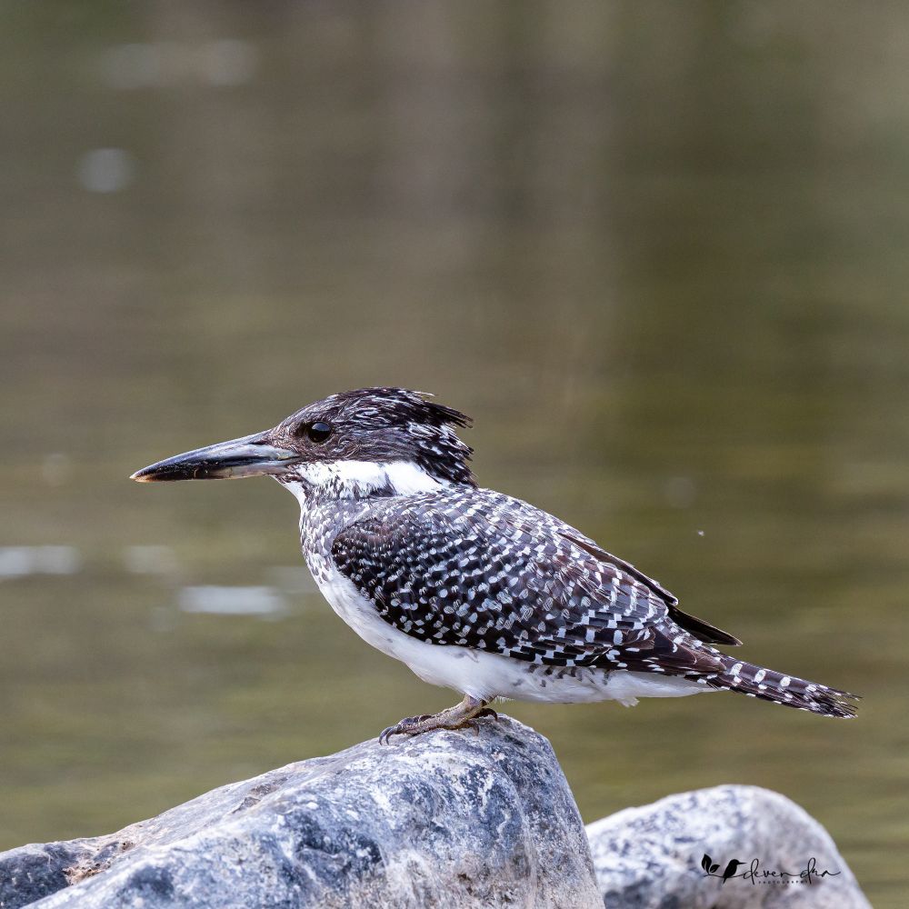 deveendls's tweet photo. The largest Kingfisher of India. Crested Kingfisher. Corbett National Park 
#Kingfisher #natgeoindia #birding #indiaves #birds #corbett #bbcpots #potd #beautiful #sparrow https://t.co/WkuP700EBA