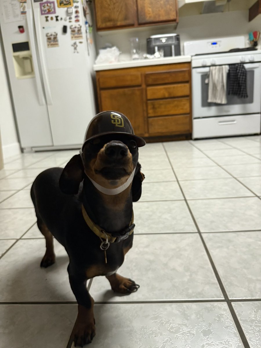 ciaraaa_hill's tweet photo. #PadresPets https://t.co/jxkEmVRYUx