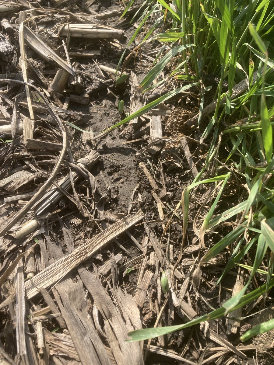 Got a few starting to poke through