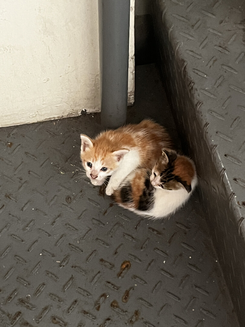 ug_fess's tweet photo. yuji! Sender nemu kitten di kampus e connector gedung 3 ke 4 https://t.co/sysH78gU69