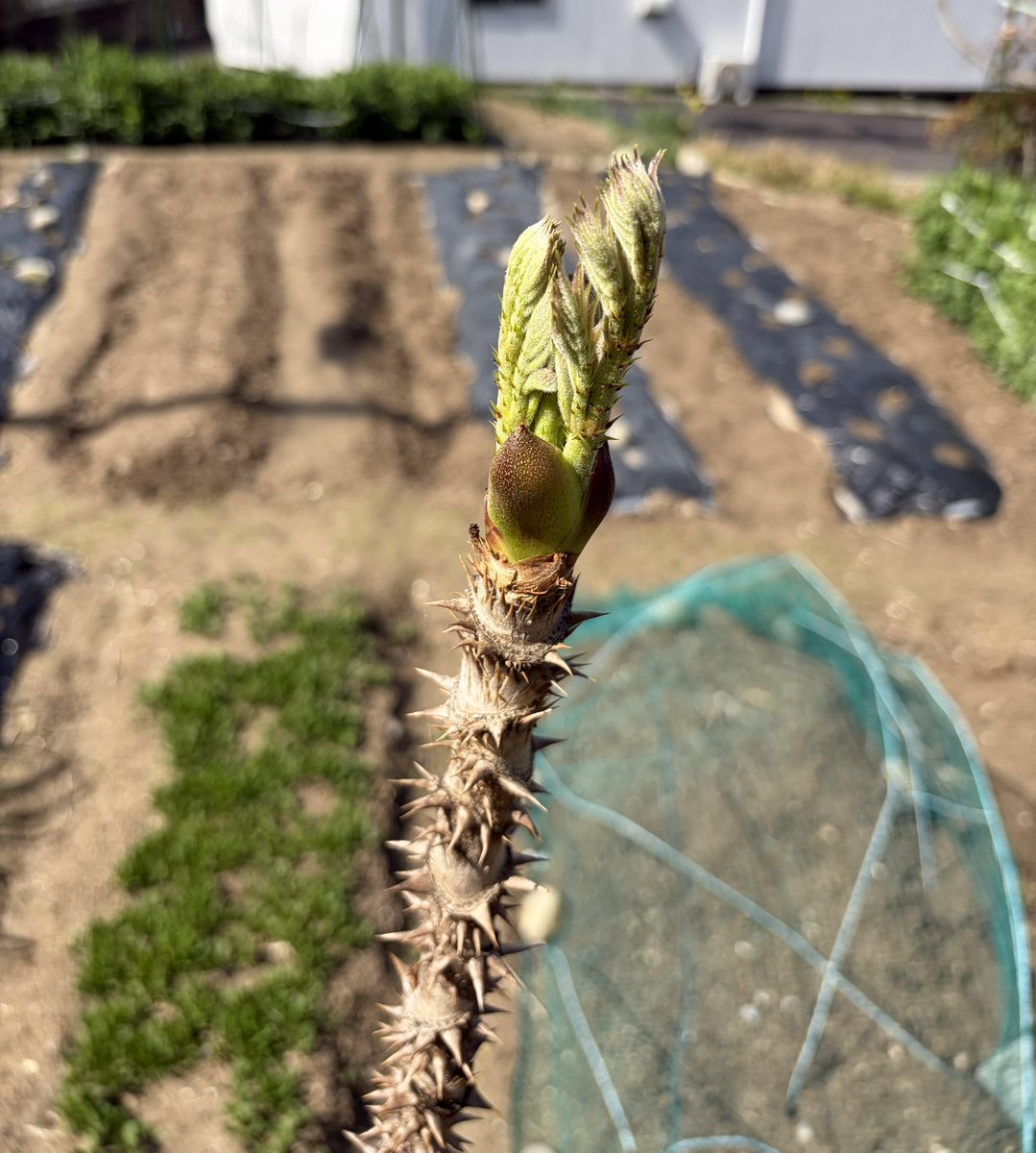 ちぇしゃ🐾cheshire cat tweet media