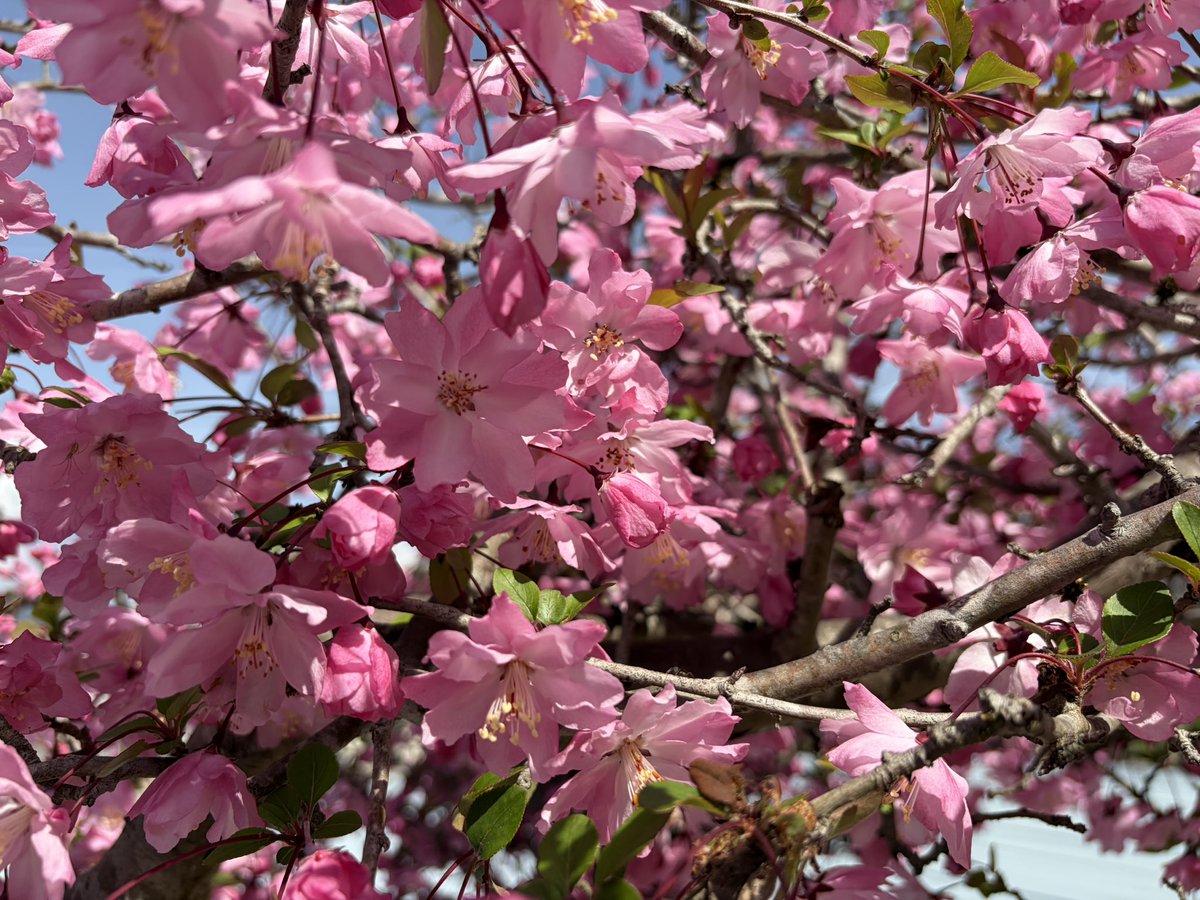 ちぇしゃ🐾cheshire cat tweet media