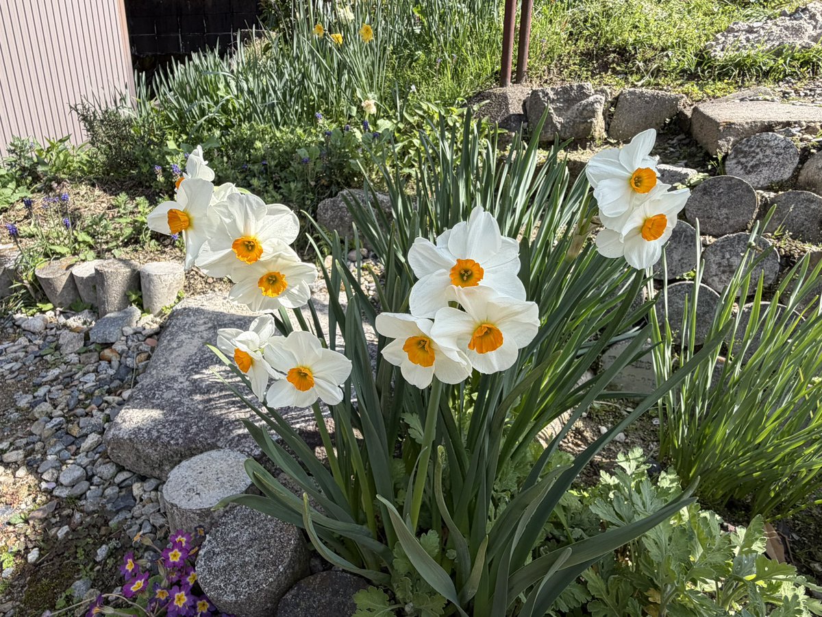 ちぇしゃ🐾cheshire cat tweet media