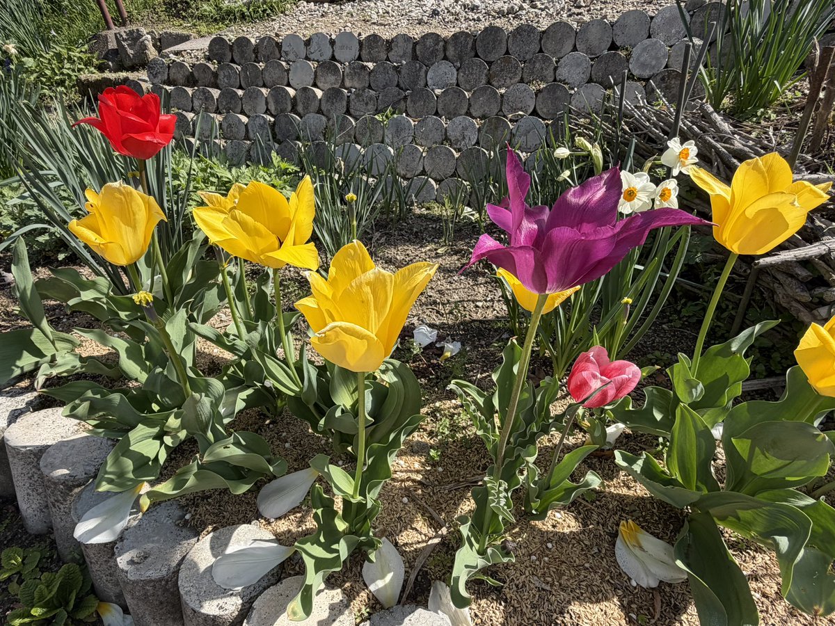 ちぇしゃ🐾cheshire cat tweet media