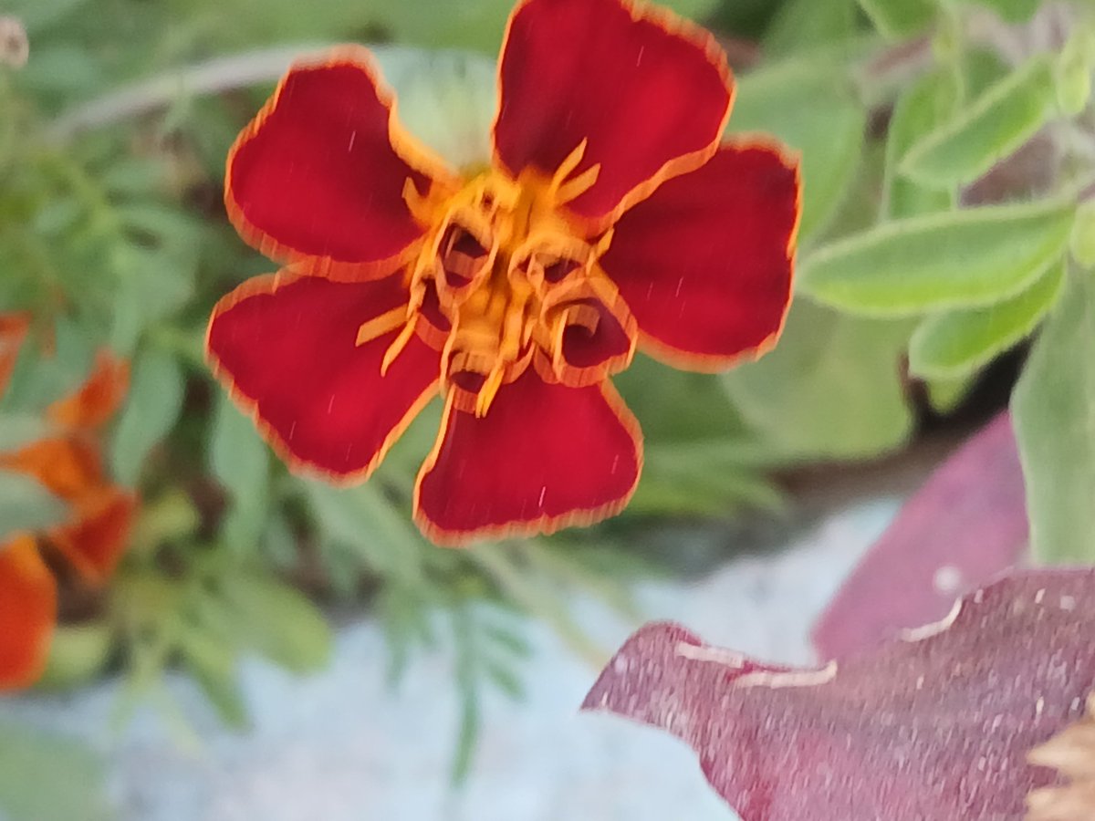 Sunshine Star tweet media