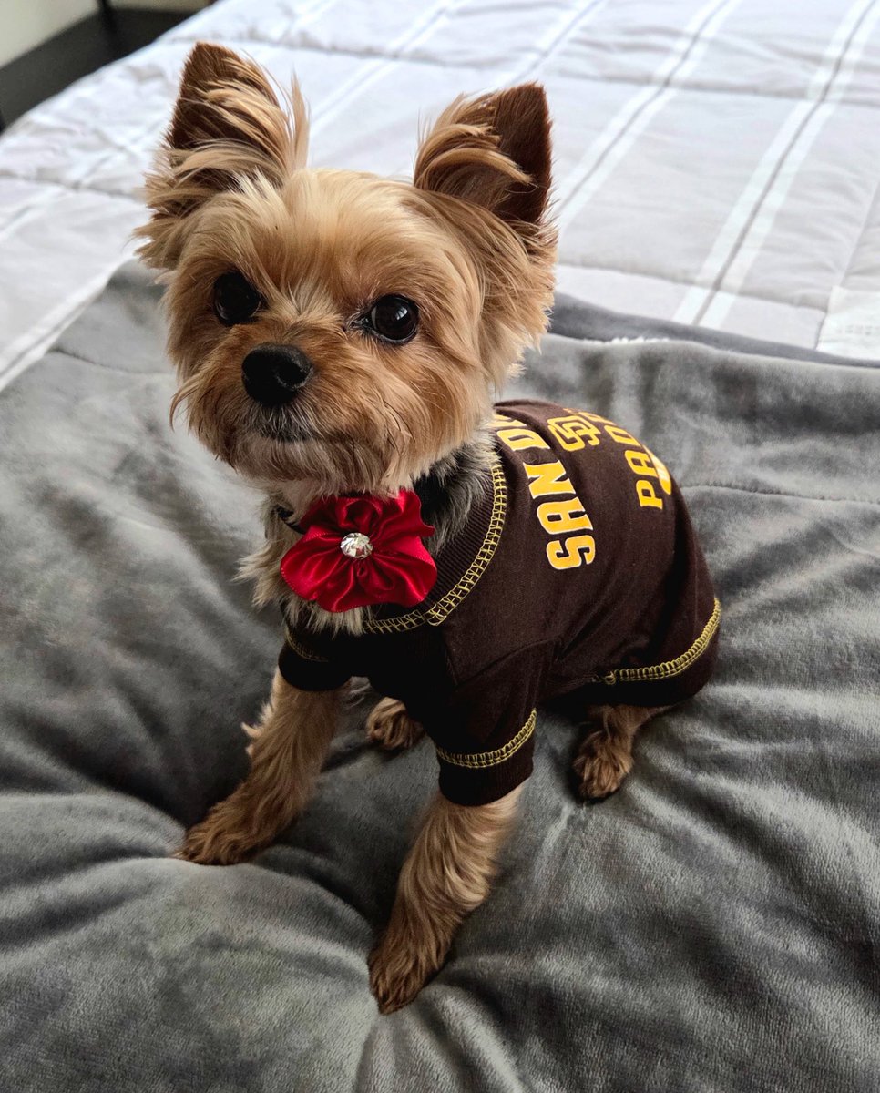 ciaraaa_hill's tweet photo. #PadresPets #forthefaithful https://t.co/m4AcvZPjrZ