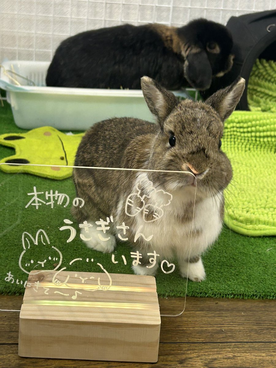 小林美代子/Miyoko Kobayashi tweet media