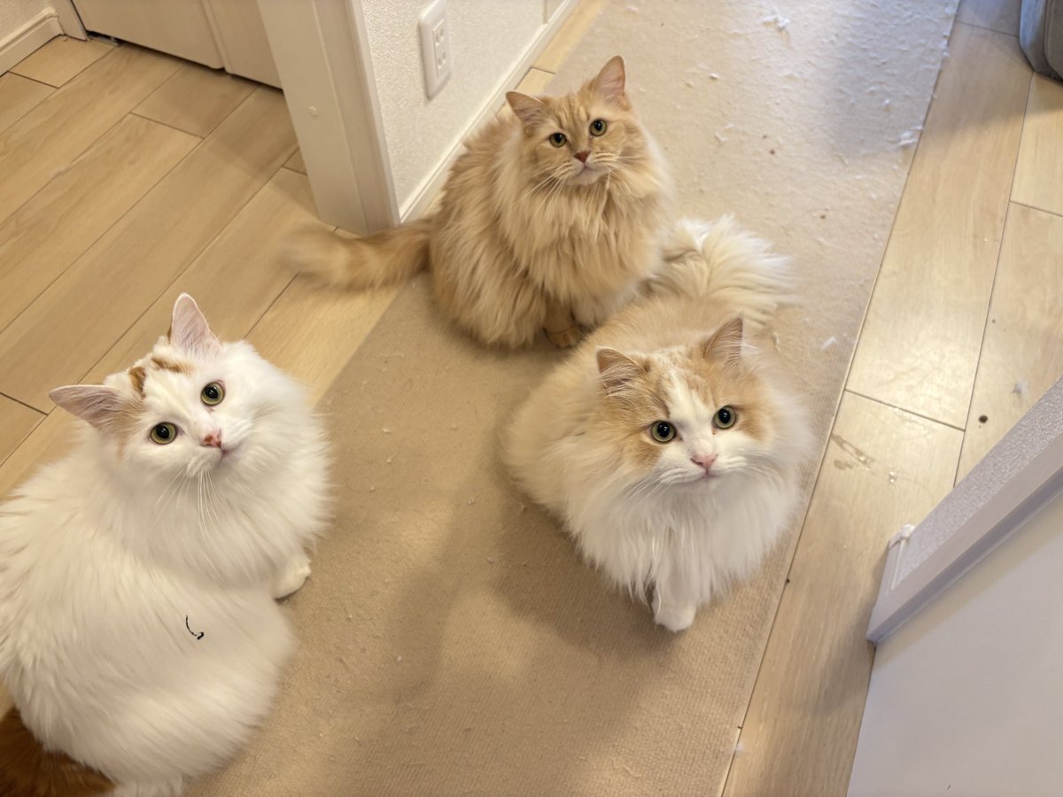 ぺんもからて😸三匹の猫を飼い始めました😽 tweet media