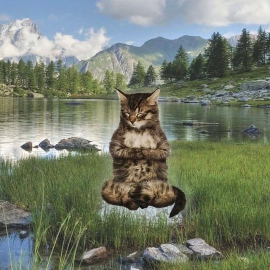 misa 1.9k ☆ ! tweet media