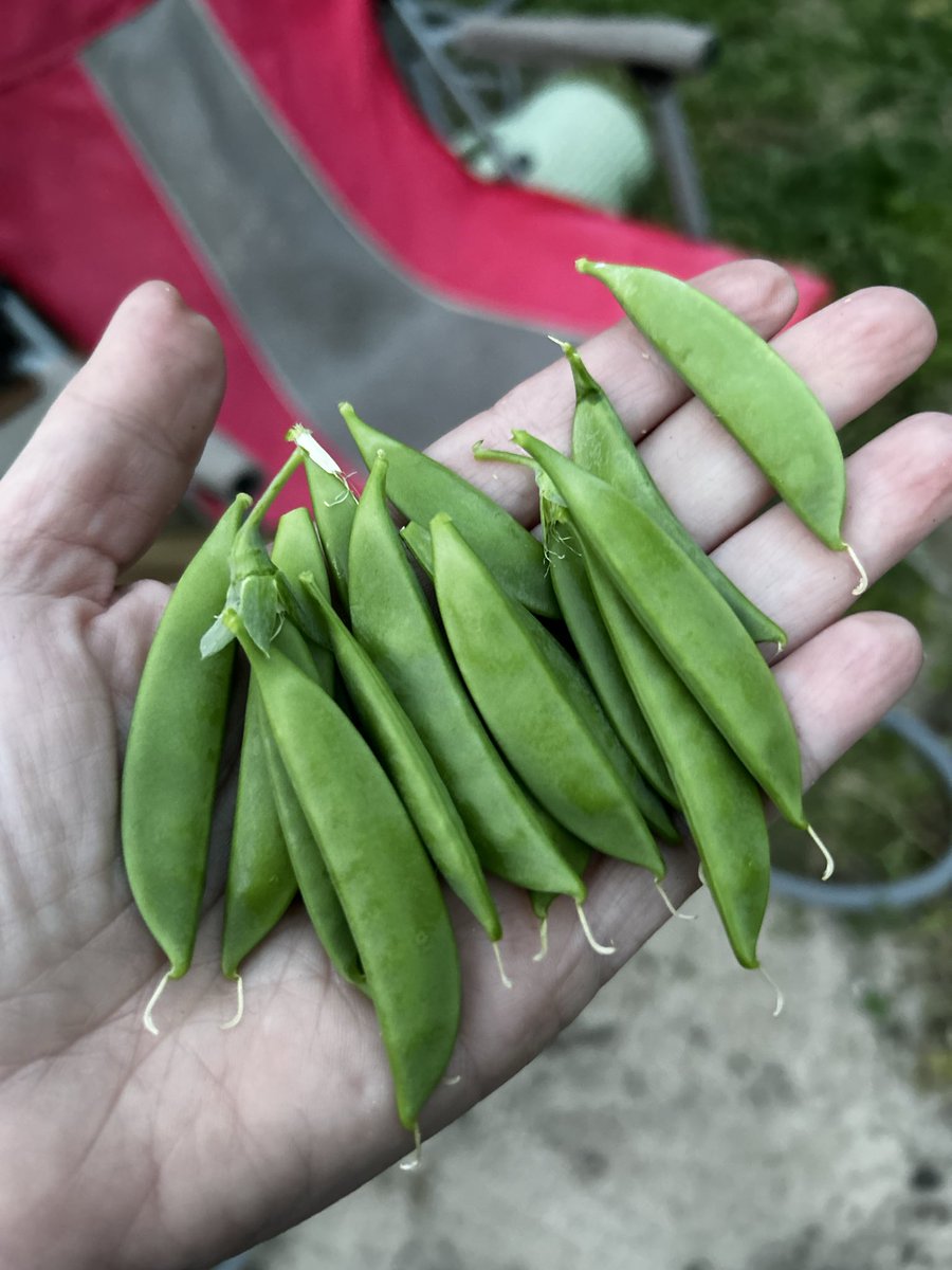 Lora B. Green, M.Ed. tweet media