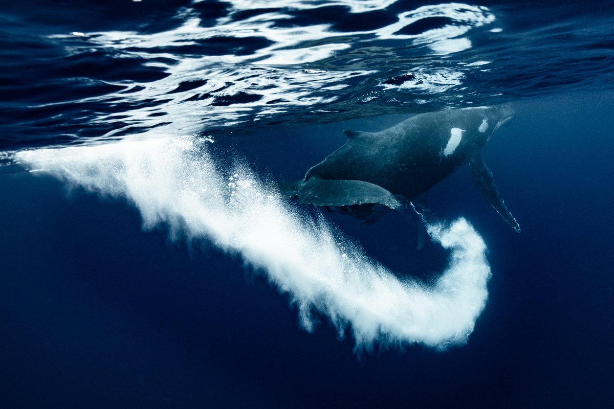 Yusuke Okada｜岡田裕介 tweet media