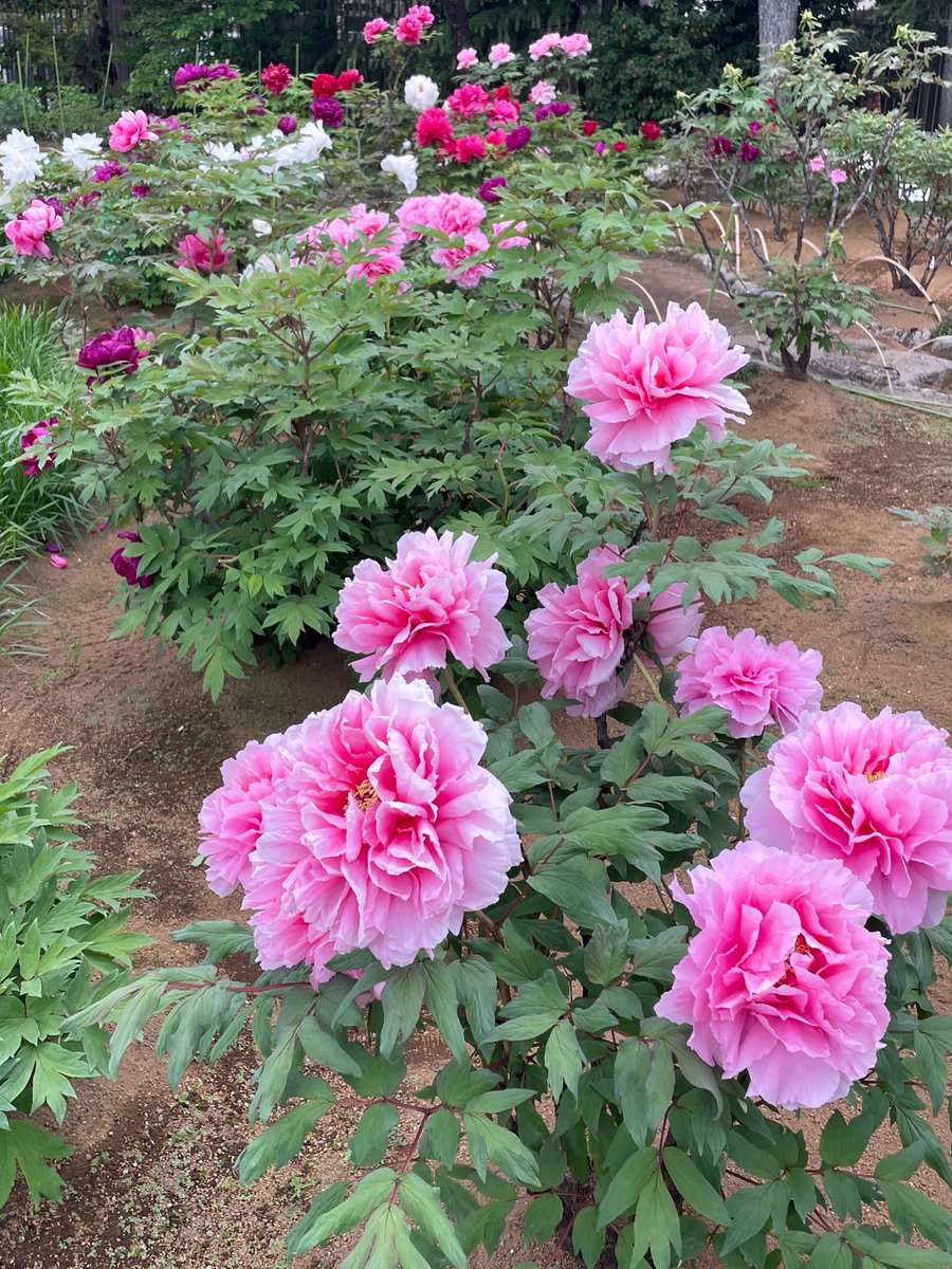 angelincream's tweet photo. 丁寧に作られたお庭 https://t.co/4Y67yZWzsD