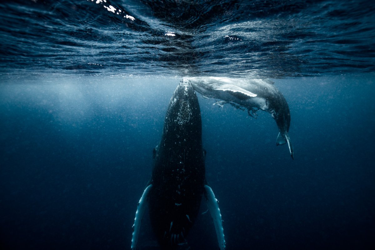 Yusuke Okada｜岡田裕介 tweet media