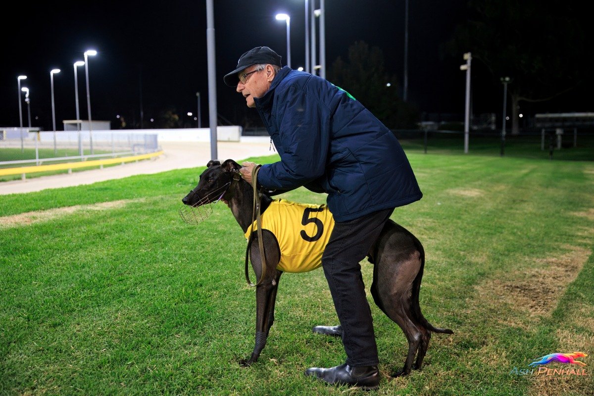 SA Greyhound Tips tweet media