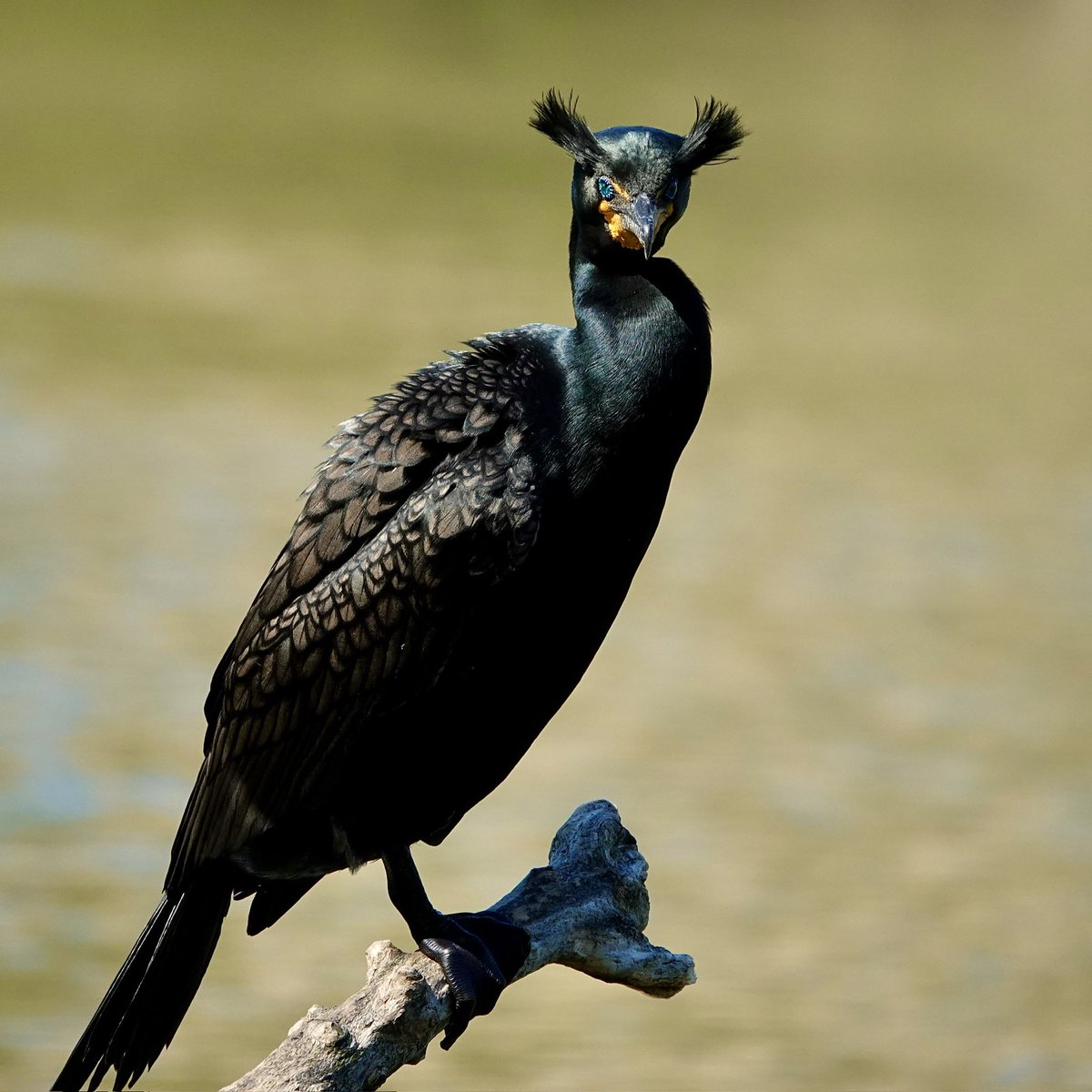 gigpalileo tweet media