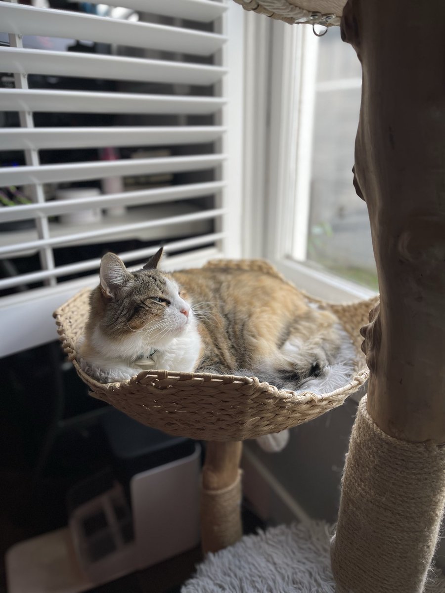 Spinachee tweet media