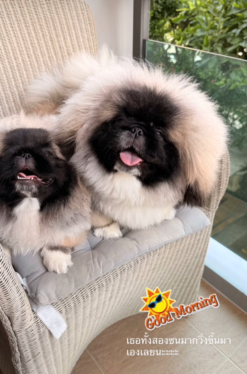 ⁺◟มัมหมีพีพี ⸌☻꙳ tweet media