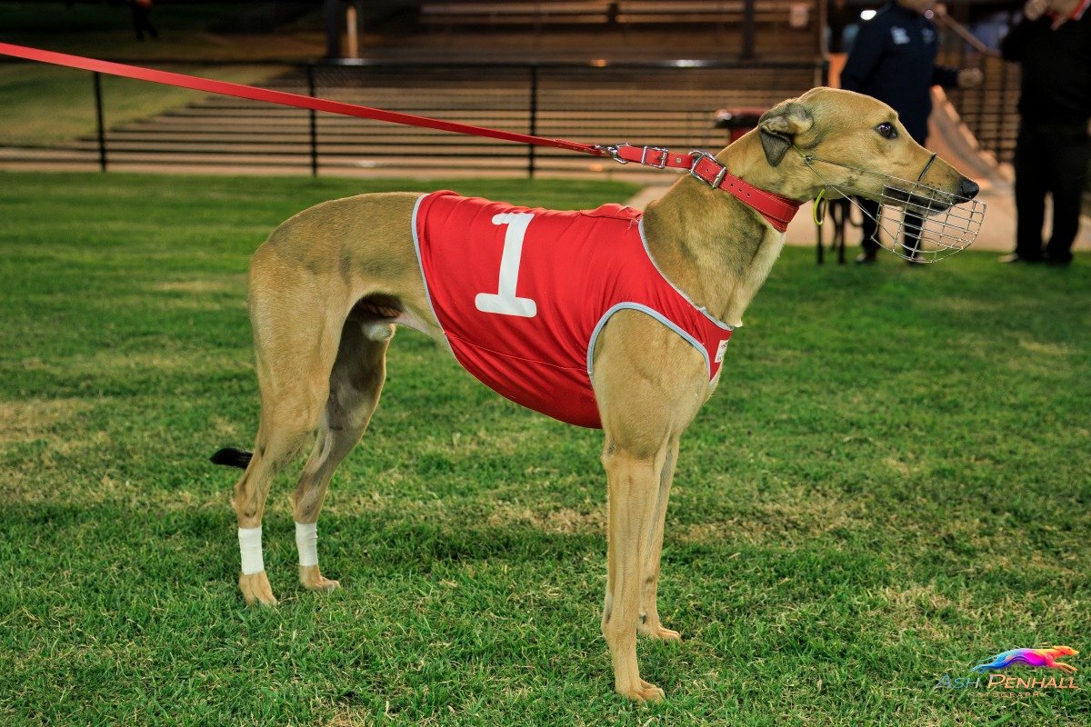 SA Greyhound Tips tweet media