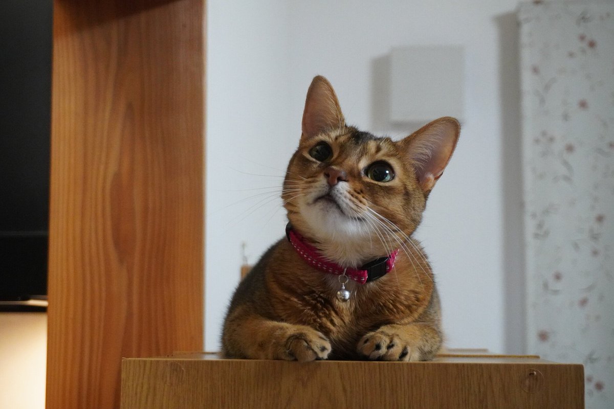 アース製薬🌏 tweet media