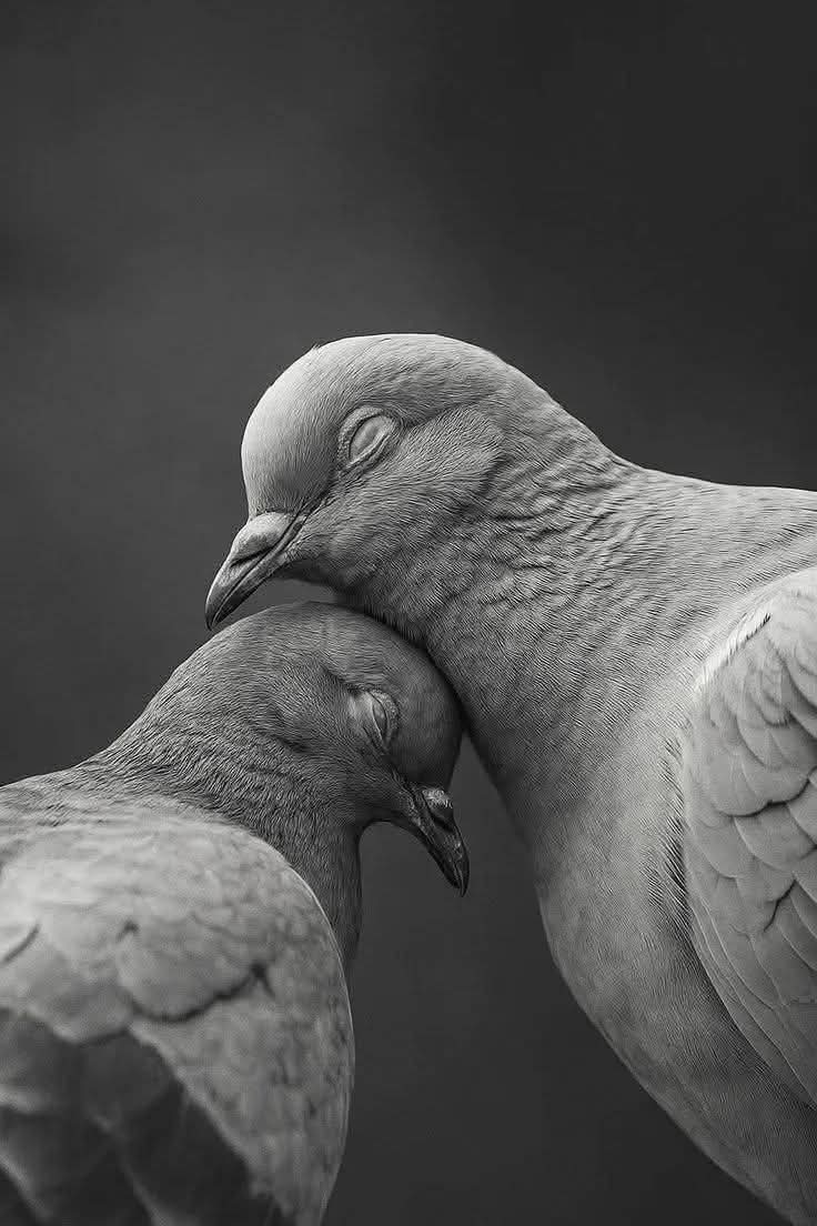 🇦🇪Ṡ A L M A 🇦🇪 tweet media