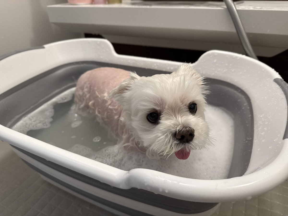 マルチーズのナナ tweet media