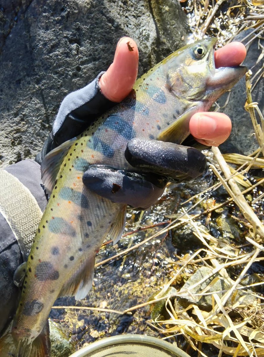 【放流情報】兵庫県 寺前漁協  

2026.4.25(土)あまご放流
成魚10kg
幼魚500匹
を予定しています。

★寺前漁協の遊漁券はフィッシュパスでもご購入いただけます！
 fishpass.co.jp/shop/searchPro…

#寺前漁協 #兵庫県 #アマゴ #放流