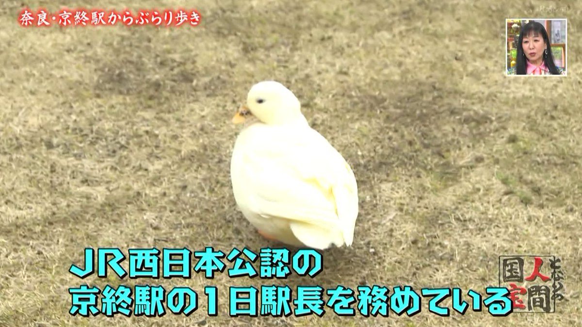 海の京都のテレビおやじ tweet media