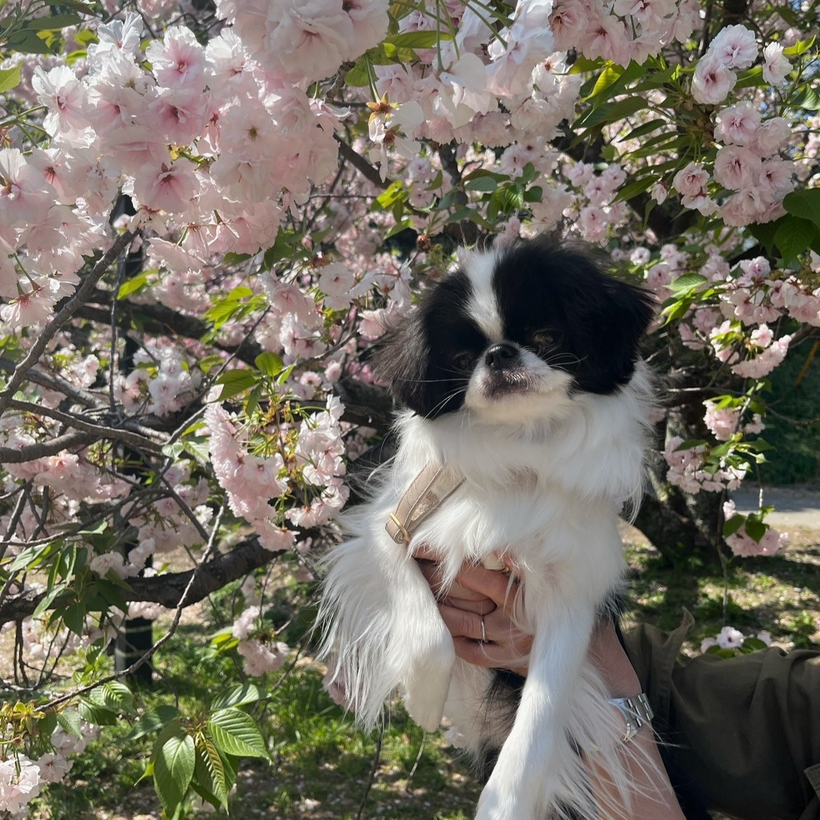 p2x_official's tweet image. ラジオ番組「ぺっとさんといっしょ」
みなさんのペットさんのお写真とエピソードを大募集！
fmfukuoka.co.jp/program/P2/

４月１６日放送　おかゆくん・ワンコちゃん
２月１９日放送　おとくん・くうたくん

皆様のご応募お待ちしております！
#ぺっとさんといっしょ #p2 #福岡