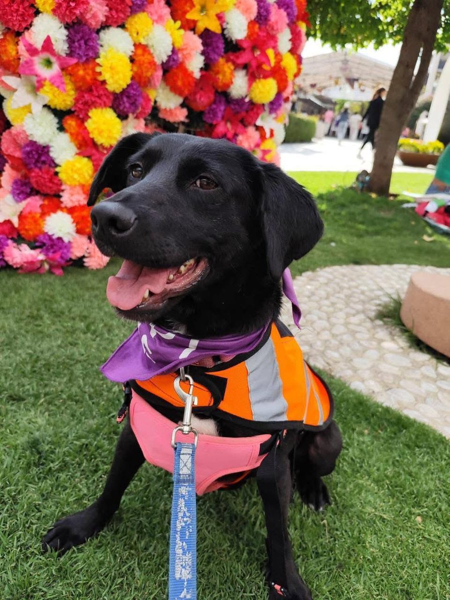 Rescate Animal tweet media