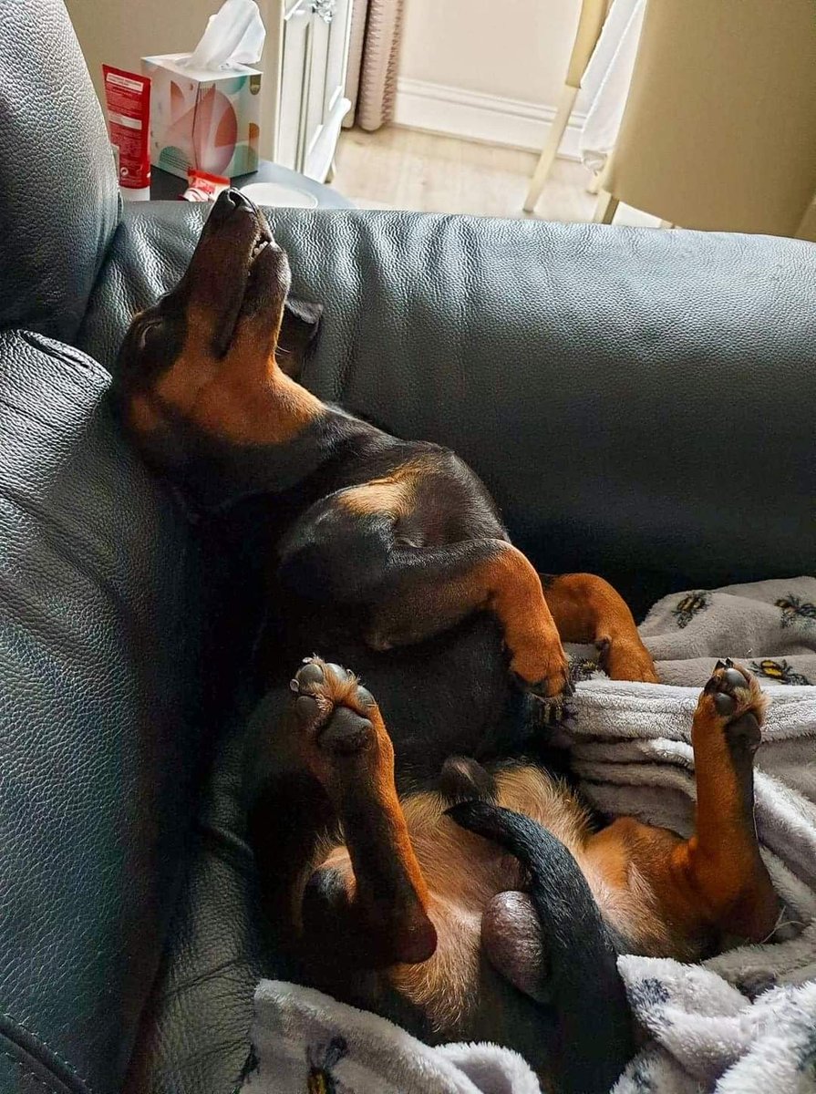 dachshundbonus's tweet image. Can you show me your sleep photo? 😂 #dachshund #doxie #dog #puppy #cute #funny