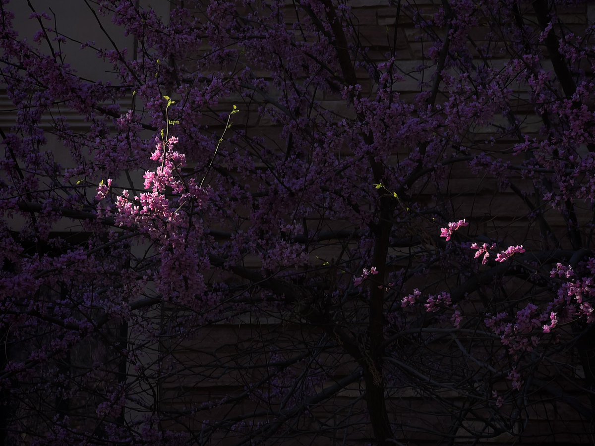 mrglowtim's tweet photo. It’s starting to smell good outside https://t.co/lrAnIjEeA1