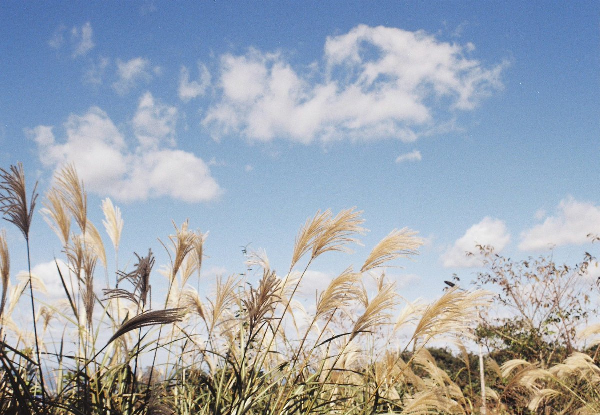 코코볼 tweet media