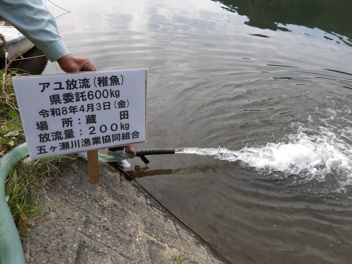 【放流情報】宮崎県 五ヶ瀬川漁協

3月26日
ヤマメ成魚を網の瀬川・曽木川・細見川の各所へ放流しました。

 4月3日
稚アユを五ヶ瀬川本流各所、支流の網の瀬川各所へ600kg放流しました。

 ★鮎沢川漁協の遊漁券はフィッシュパスでもご購入いただけます！
fishpass.co.jp/shop/searchPro…