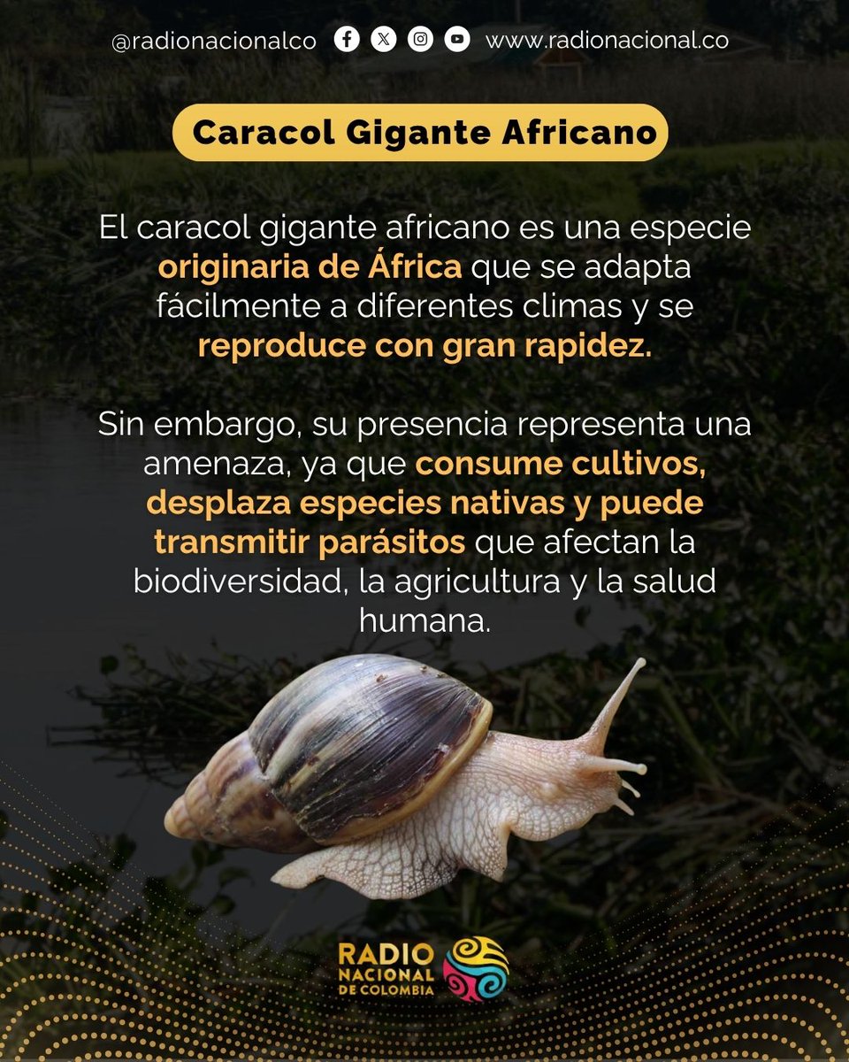 Radio Nacional CO tweet media