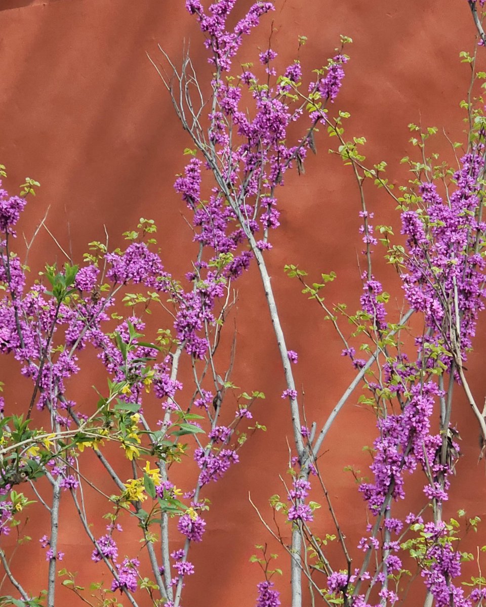 ArtyPalitt 🦋🍀🪐☀️ tweet media