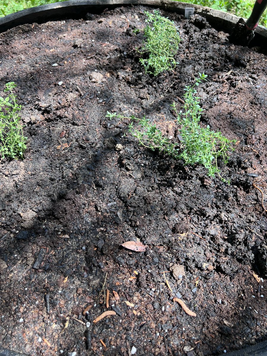 atasteofjoytoo's tweet image. I wanted to have thyme in my garden so we bought some today. 
#garden #thyme #fyp