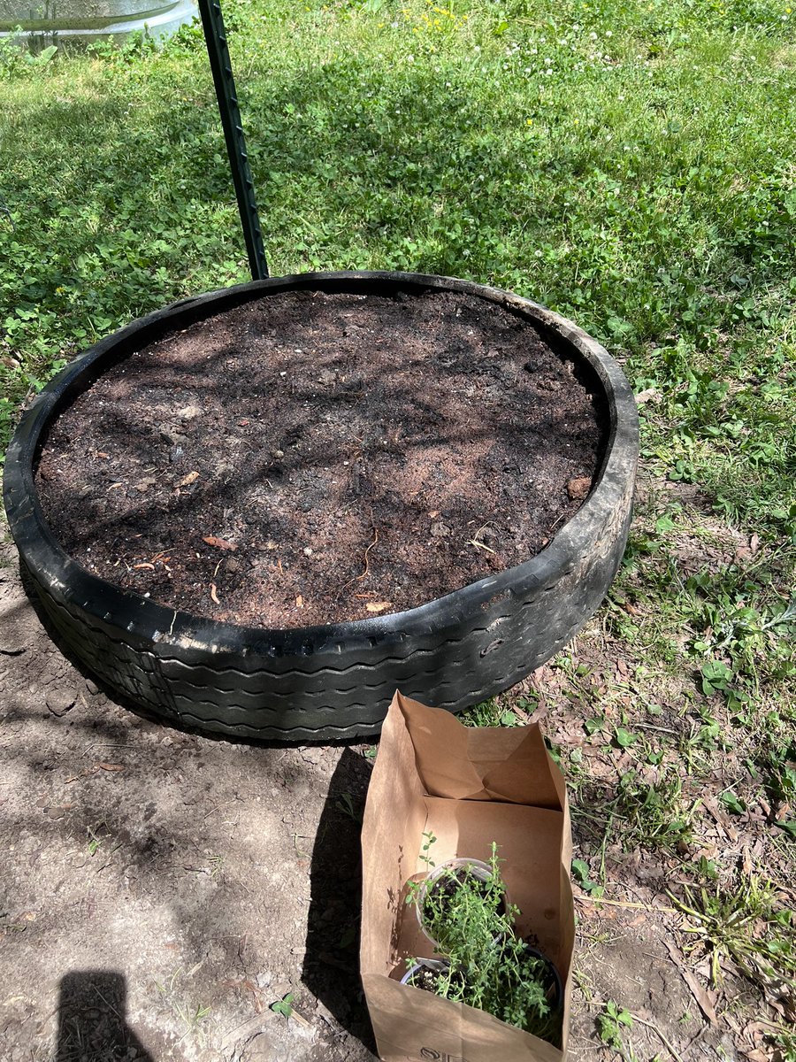 atasteofjoytoo's tweet image. I wanted to have thyme in my garden so we bought some today. 
#garden #thyme #fyp