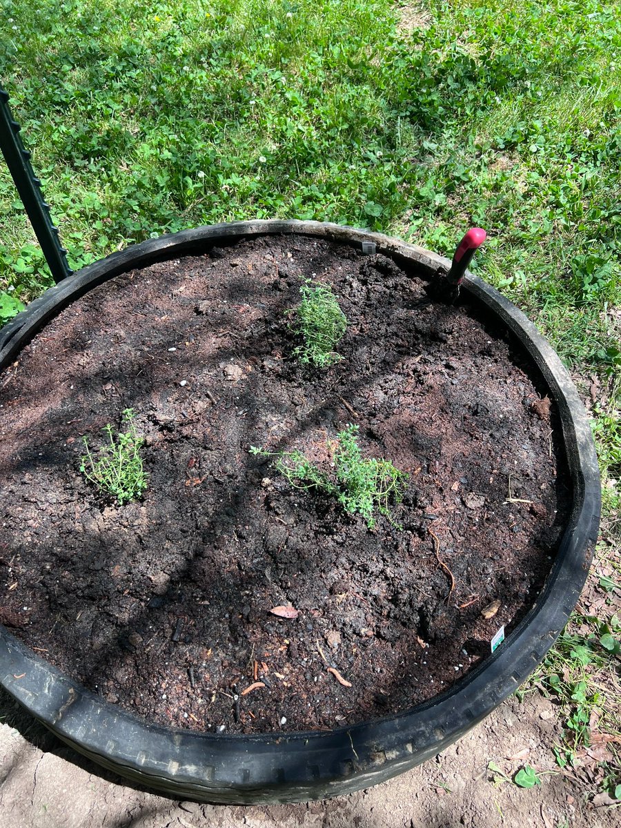 atasteofjoytoo's tweet image. I wanted to have thyme in my garden so we bought some today. 
#garden #thyme #fyp