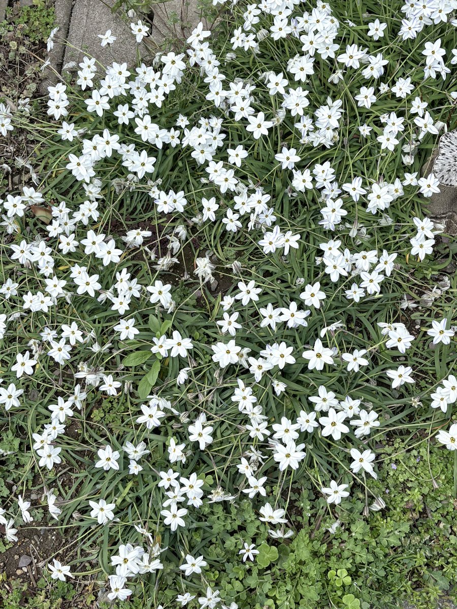 神奈木智 守護者シリーズ最終巻執筆中！ tweet media