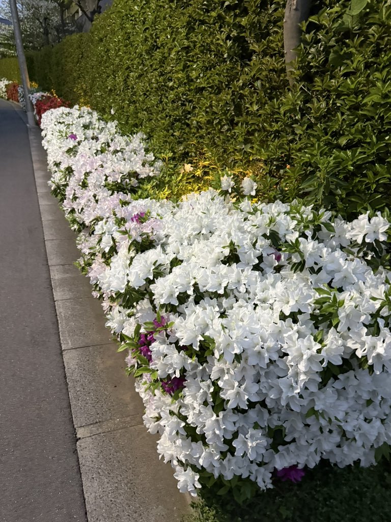 マコト tweet media