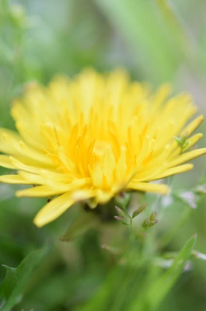 TETU25768423's tweet image. 久々にカメラ📷️触った😆
身近に踏まれたりしてる花を如何に素晴らしく写そうかと試行錯誤…☀が頻繁に照ったり影ったり翻弄された😅難しい💦
#NikonD5300
#マクロレンズ