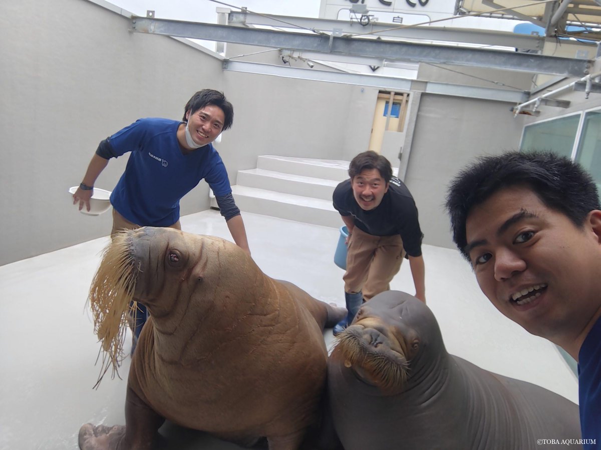鳥羽水族館（TOBA AQUARIUM） tweet media