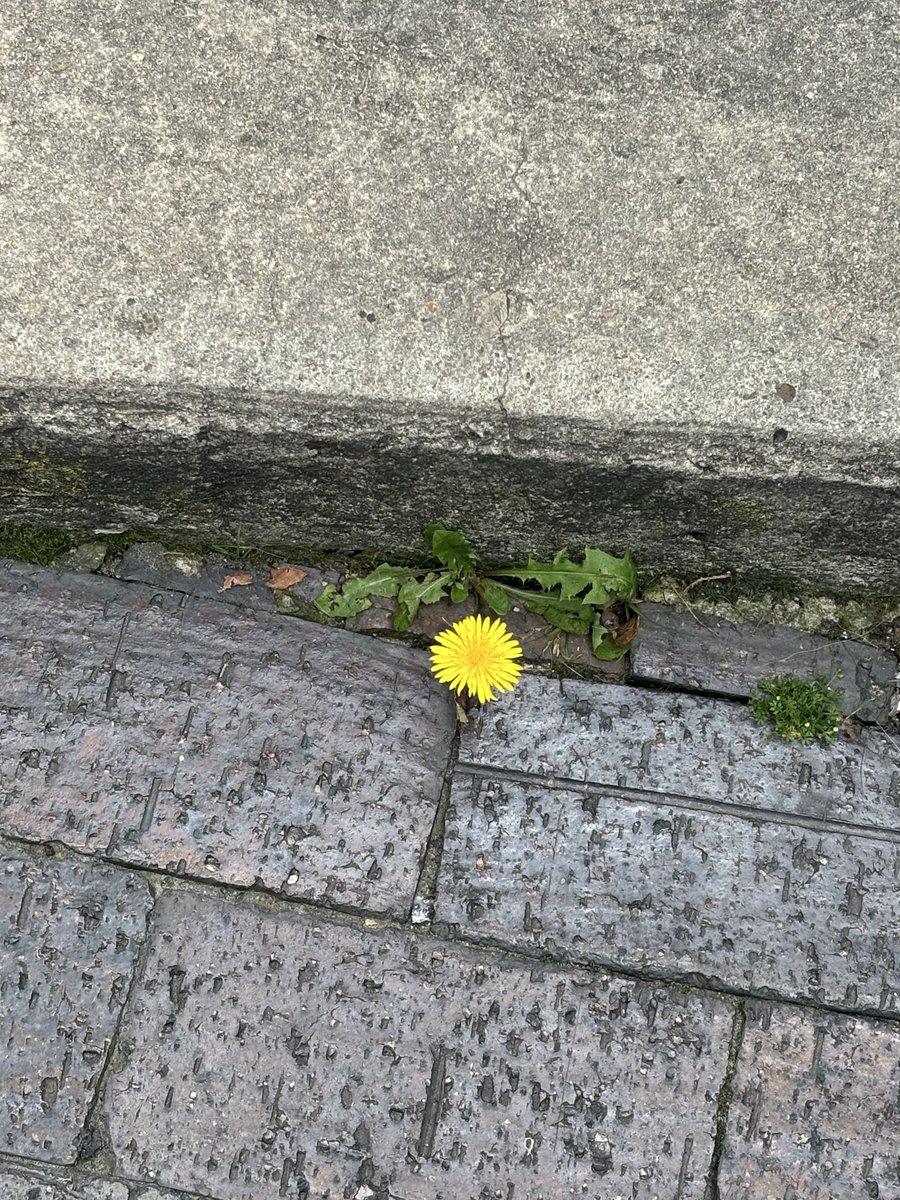 ꒰ ⑅ ᵕ ༚ ᵕ ꒱ ˖ tweet media