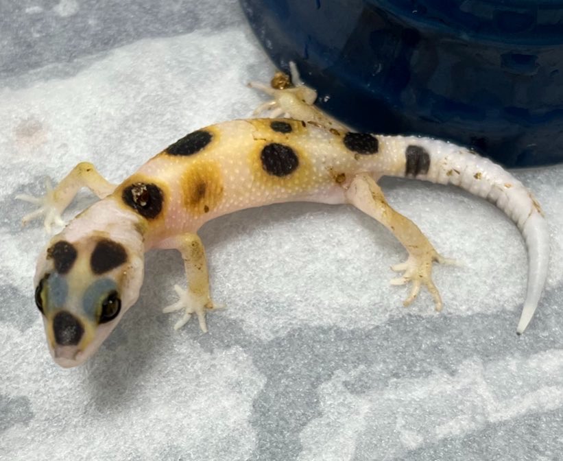 tonbe @Geckos nut tweet media